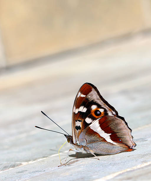 istock Charaxes tiridates butterfly 503924290
