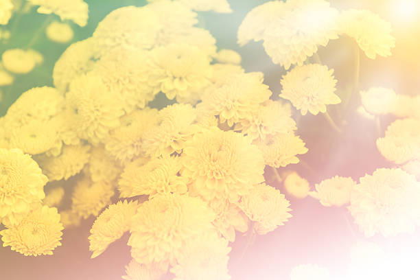 istock Colorful Zinnia Flower 503924910