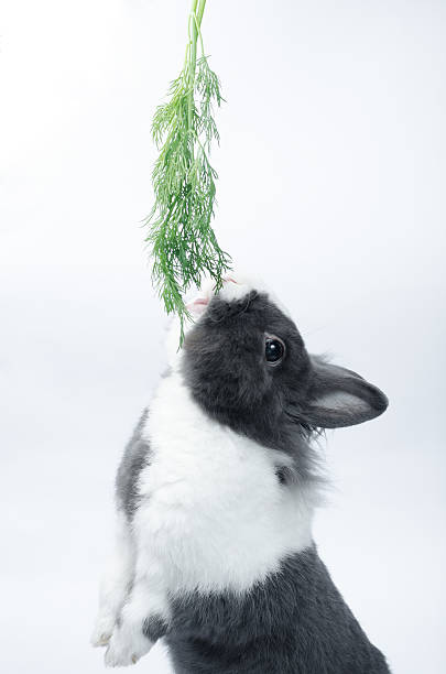 istock rabbit runs up to eat delicious grass 503925422