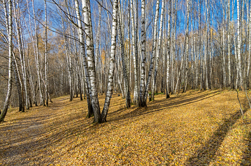 Birch Grove in the late autumn.