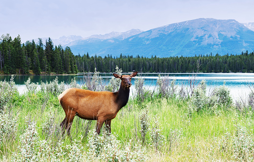 A closeup shot of a wapiti deer in a forest