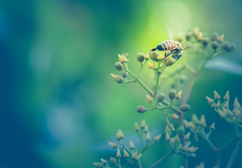 A single honeybee busy gathering nectar from buds of Virginia Creeper. Bee is closeup and photographed from the rear. Pretty nature background of green and yellow bokeh. High resolution color photograph with no people in image. Horizontal composition with copy space available.