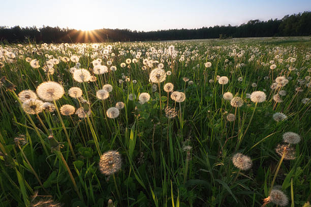 dandelion field at sunset stock photo