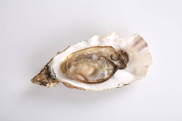 istock oyster isolated in white background 503942739