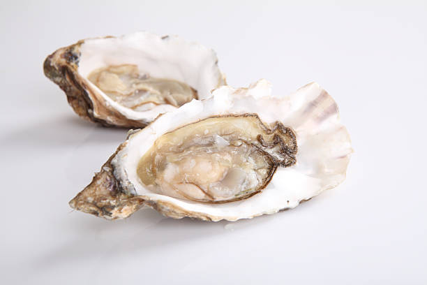 istock oyster isolated in white background 503942741