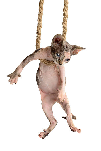 canadian sphynx filhote de gato bonito pendurado na corda - love hanging indoors studio shot - fotografias e filmes do acervo