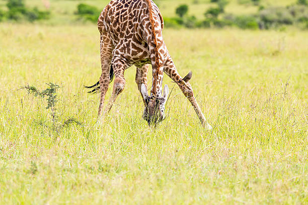 istock giraffe grazing at very interesting position 503943265