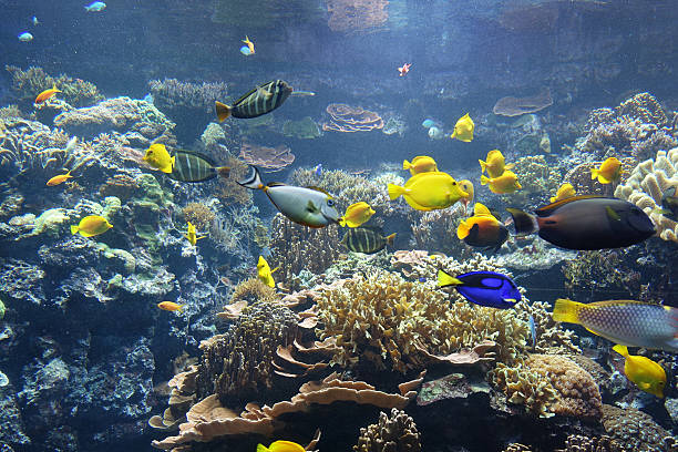 istock Saltwater aquarium with various fishes 503943557