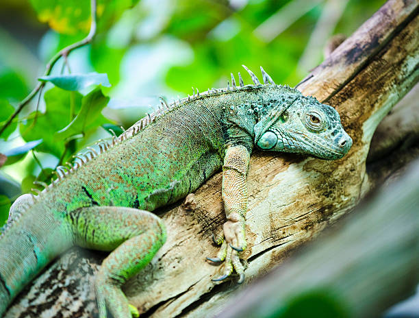 istock Green South American Iguana on branch resting 503944483