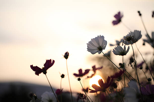istock white cosmos flower in sunrise 503945267