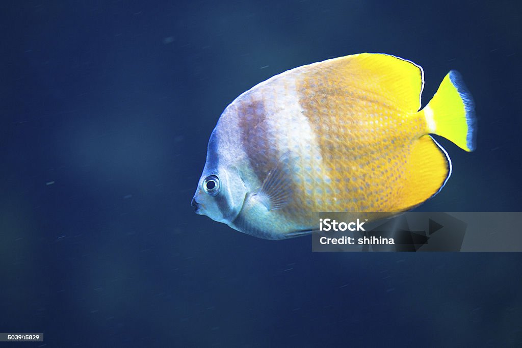 Yellow fish in aquarium Animal Stock Photo