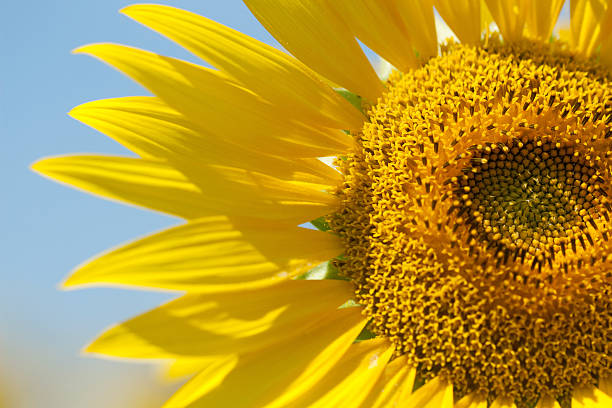 istock Sunflower detail 503946023