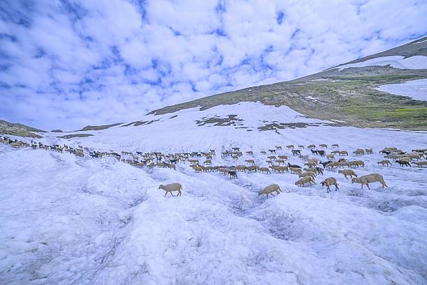 istock Sheep on snowy Glaciers 503946025