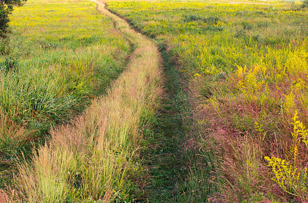 The passageway has green grass.