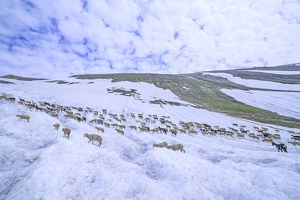 istock Sheep on snowy Glaciers 503946233