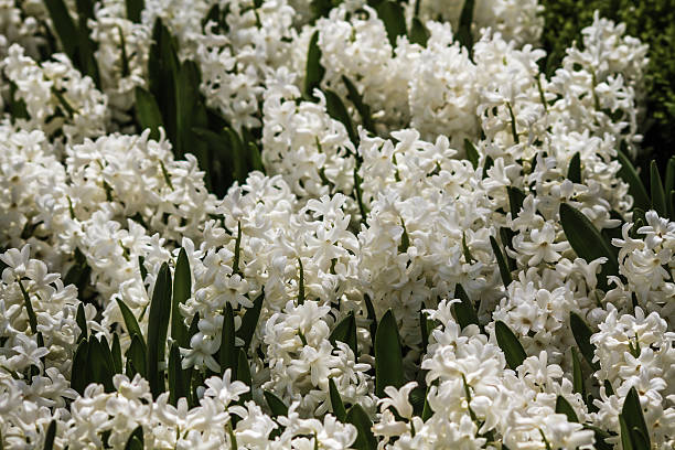 istock Beautiful White Hyacinths 503946435