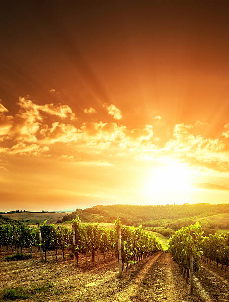 istock vineyard landscape at sunset 503946963