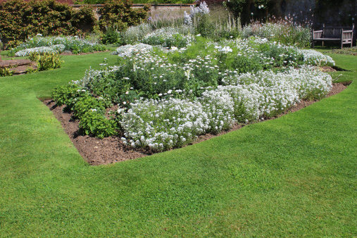 Photo showing an unusual ornamental white garden, which is filled with plants that have white flowers only - no other colours, apart from green, variegated and silver foliage.  This walled garden has been landscaped with a circular theme.