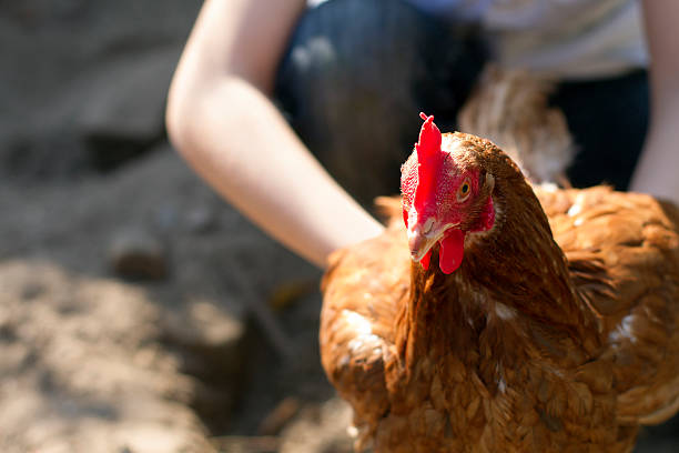 istock Child catches brown chicken 503947349