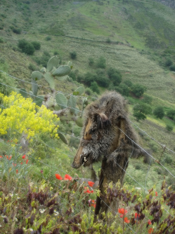 Wild Boar skin hung on wire fence in Corsica. This is a traditional way of leather processing in Corsica, where peasants hand wild boar hides on fences to dry in the sun.