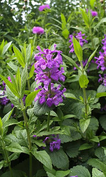 istock Flower - purple flowers 503948681