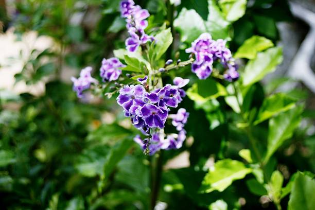 istock Flower - Purple flowers with white outlines 503948691