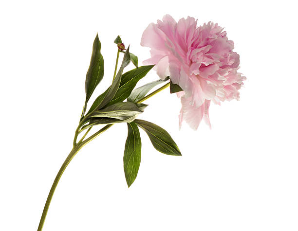 istock Pink peony flower 503950796