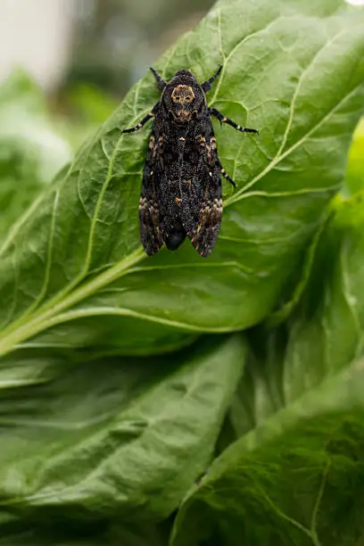A Death's-head Hawkmoth on a salad. The name Death's-head Hawkmoth refers to any one of the three moth species of the genus Acherontia (lat. Acherontia atropos, Acherontia styx and Acherontia lachesis).