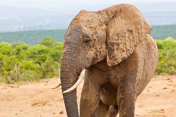 istock African elephant with a muddy face 503951056