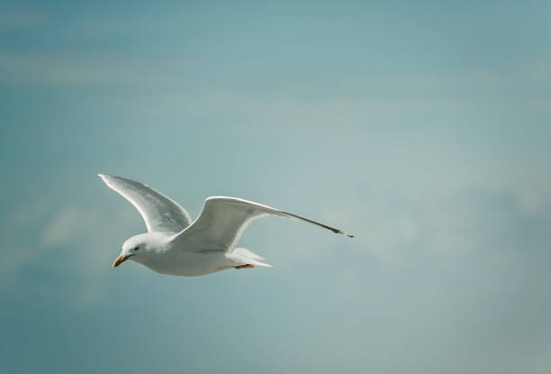istock Elegant seagull in clear sky 503951090