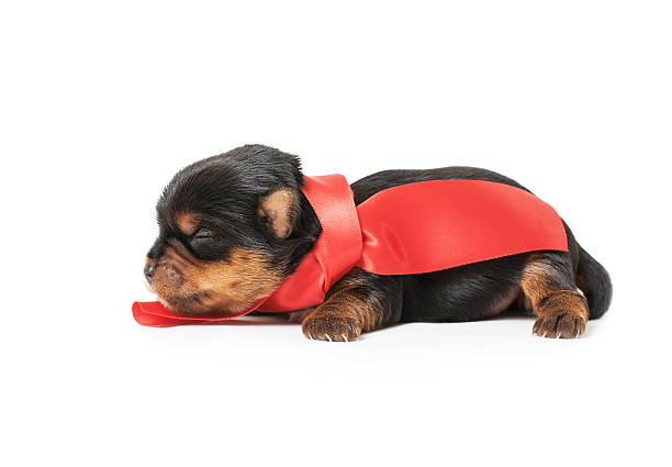 Newborn yorkshire puppy Newborn yorkshire puppy with red ribbon  isolated on white background newborn yorkie puppies stock pictures, royalty-free photos & images