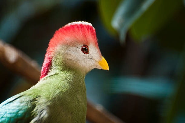 Portrait of a red-crested touraco