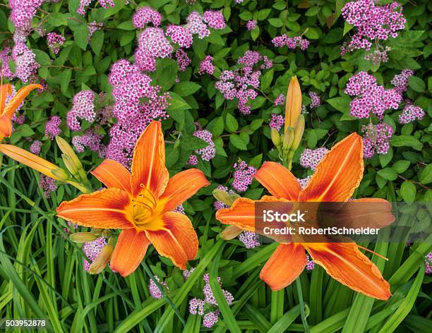 Orange Lilies Stock Photo - Download Image Now - Blossom, Botany, Bud