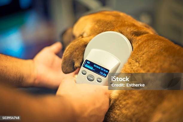 Chip Stock Photo - Download Image Now - Computer Chip, Dog, Pets