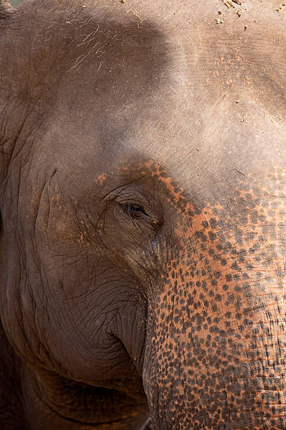 istock Close up of elephant face 503955198