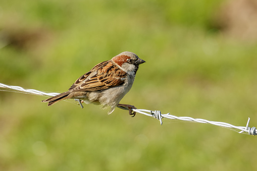 Male House Sparrow (Passer domesticus) perched on a barbed-wire fence.