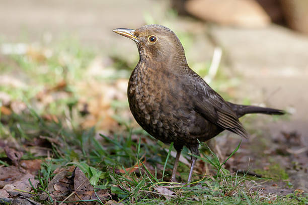 istock Female Blackbird (Turdus merula) 503955660