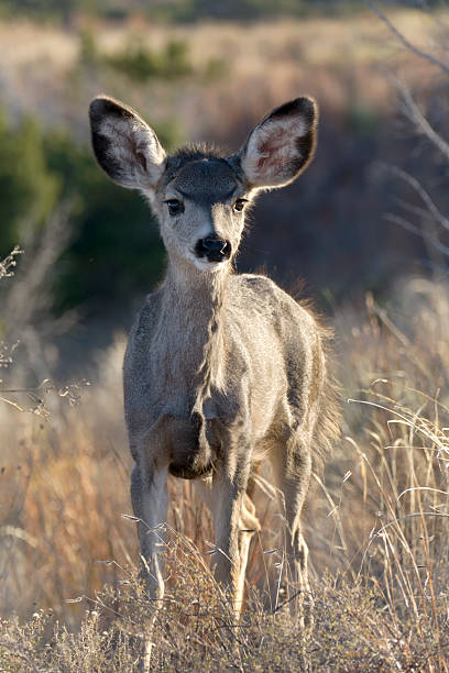 istock Young mule deer tall grass Caprock Canyons State Park Texas 503956382