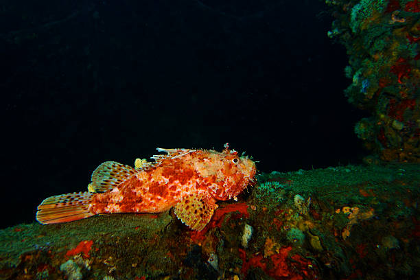 Red scorpionfish-Red Scorpionfish (Scorpaena sow) Red scorpionfish-Rascasse rouge (Scorpaena scrofa) red scorpionfish photos stock pictures, royalty-free photos & images