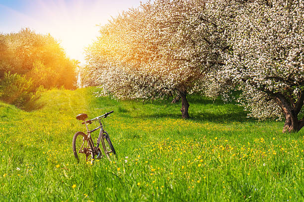 自転車の花のガーデン - relaxation exercise fruit bicycle mode of transport ストックフォトと画像