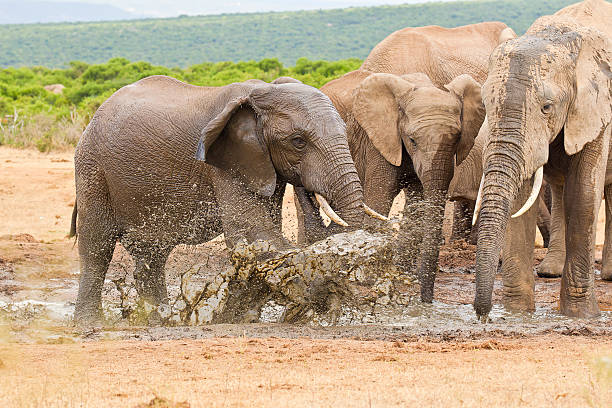 Large African elephants standing and splashing water at a water hole