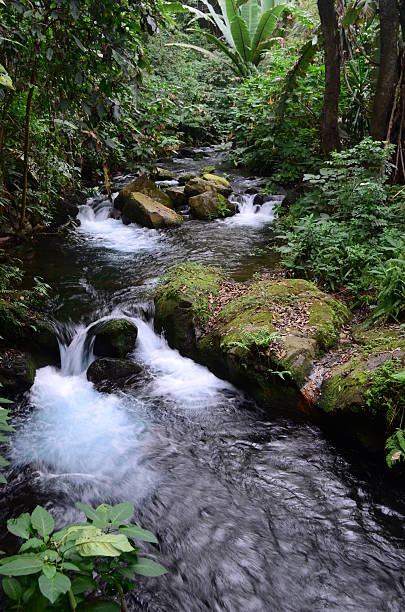 istock River Cupatitzio of Uruapan Michoacan 503958118