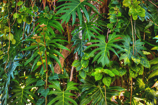 Dense tropical plant growth background.