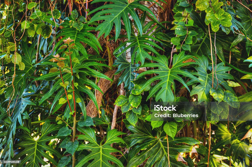 Jungle Background Dense tropical plant growth background. Tropical Rainforest Stock Photo