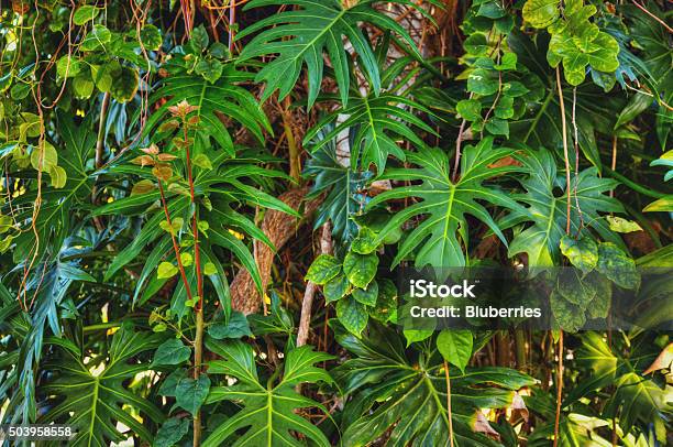 Jungle Background Stock Photo - Download Image Now - Tropical Rainforest, Rainforest, Tropical Climate