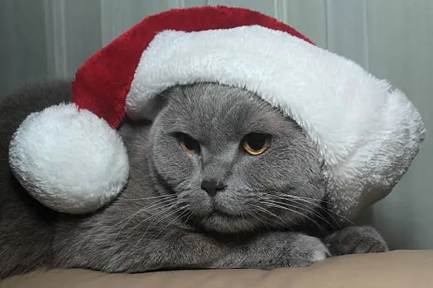 Cat in red cap. Purebred gray for the Christmas holiday.