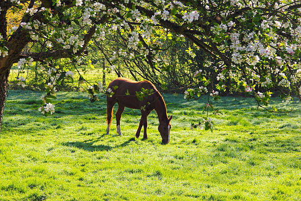 馬のフィールド - cherry tree fruit tree meadow spring ストックフォトと画像
