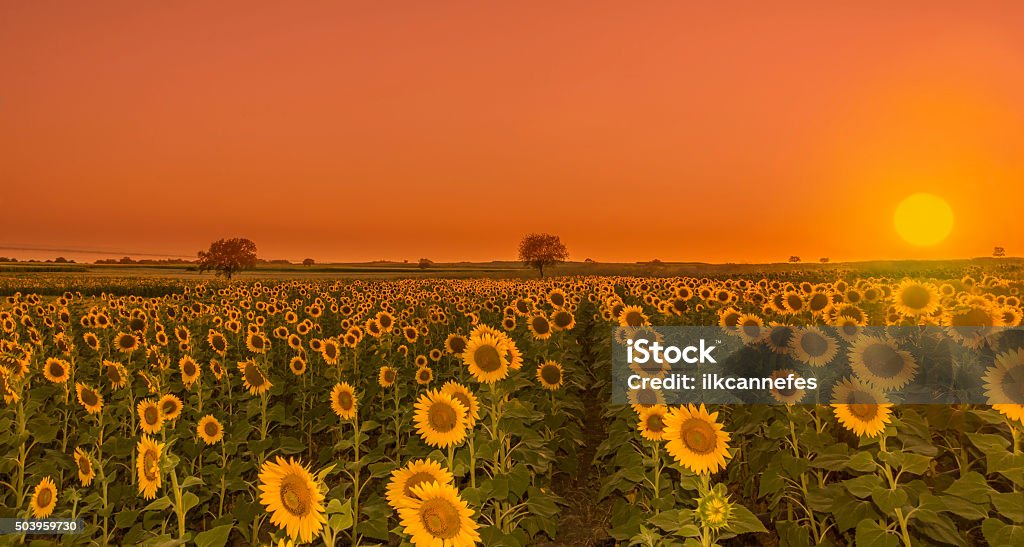 Sunflowers Sunset sunflowers sunset in the plant Agricultural Field Stock Photo