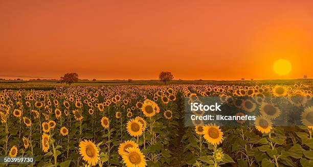 Sunflowers Sunset Stock Photo - Download Image Now - Agricultural Field, Agriculture, Beauty In Nature