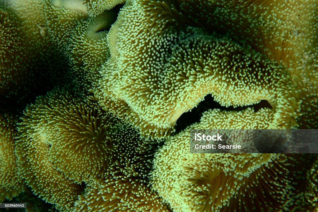 Anemone close up Anemone close up of soft coral Australia Stock Photo